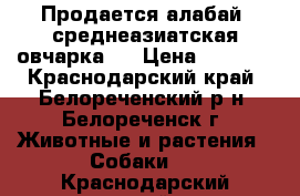 Продается алабай (среднеазиатская овчарка)/ › Цена ­ 6 000 - Краснодарский край, Белореченский р-н, Белореченск г. Животные и растения » Собаки   . Краснодарский край